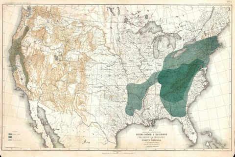 1884 Sargent Arboreal Map of the United States Depicting Beech Trees