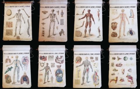 1903 Set of 8 Johnston Charts of Human Anatomy and Physiology