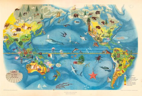 1940 Covarrubias Pictorial Map of Pacific Regional Plants and Animals