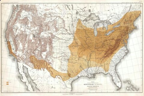 1884 Sargent Forestry Map of the United States Depicting Walnut Trees