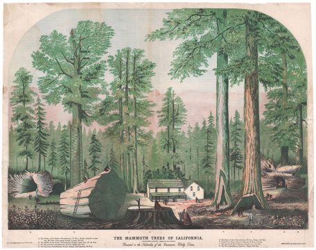 1870 Stillman View of Giant Sequoia Trees, Calaveras County, California