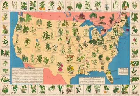 1936 Wholesale Druggists' Assoc. Medicinal Plant Map of the United States
