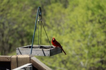 IMG_0237.JPG