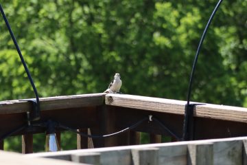 IMG_0280.JPG