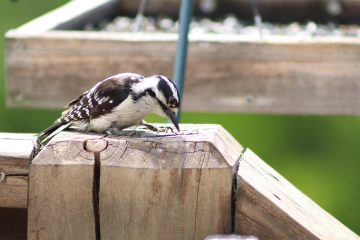 IMG_0327.jpeg
