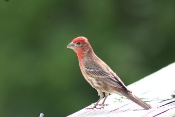 IMG_0345.jpeg