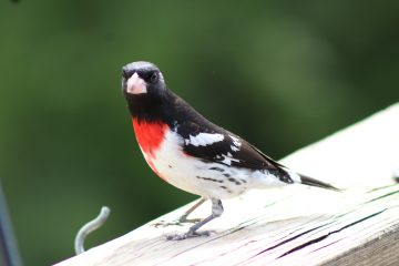 IMG_0353.jpeg