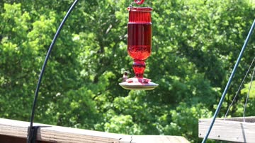 MVI_0292-1777574707-294.MP4