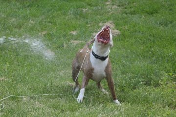 IMG_0296.jpeg