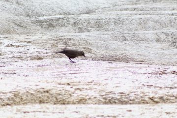 IMG_0734.jpeg