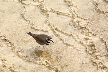 IMG_0749.jpeg