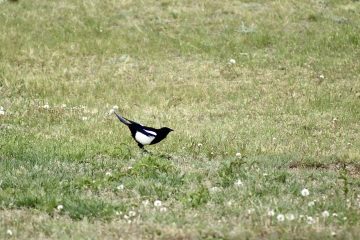 IMG_0880.jpeg