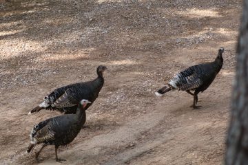 IMG_0926.jpeg