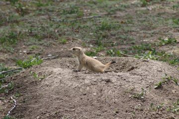 IMG_0943.jpeg